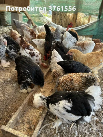 млади ярки и петлета, снимка 11 - Кокошки и пуйки - 51394383