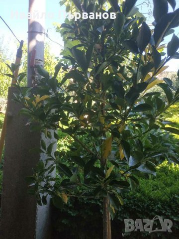 Японски чашкодрян, Euonymus japonicus, снимка 5 - Градински цветя и растения - 29283061