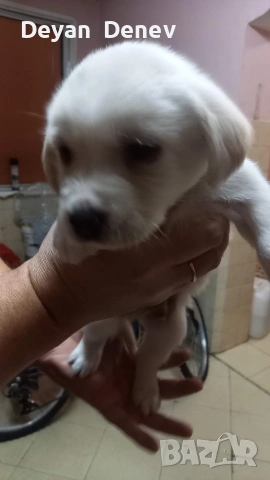 лабрадор реитривър , снимка 8 - Лабрадор ретривър - 52878460