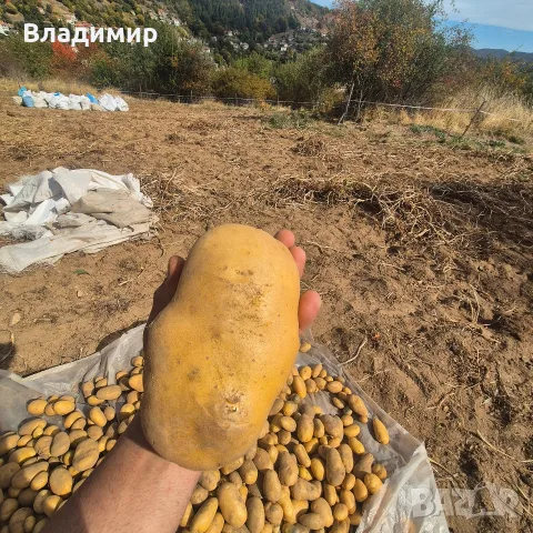 картофи  сорт Агрия 