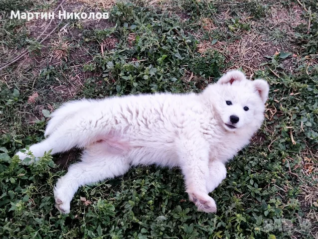 Предлагам две прекрасни женски кученца от породата Самоед, снимка 3 - Самоед - 55746607