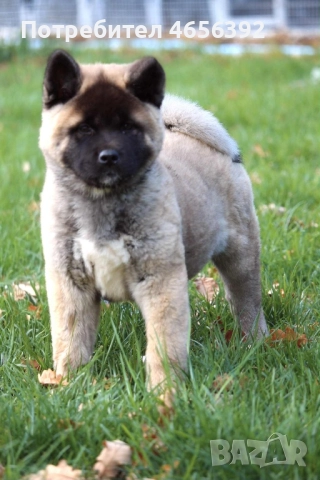 Американска акита, снимка 5 - Акита - 52482565