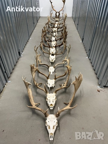 Трофеи елени лопатари, снимка 3 - Други - 50464318