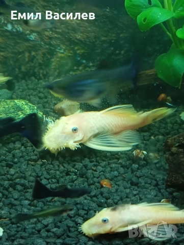 L144 анциструс, снимка 2 - Рибки - 52421013