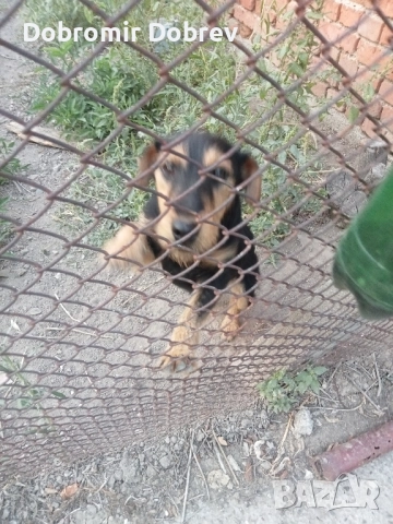 Ягтериери , снимка 8 - Ягдтериер - 51487686