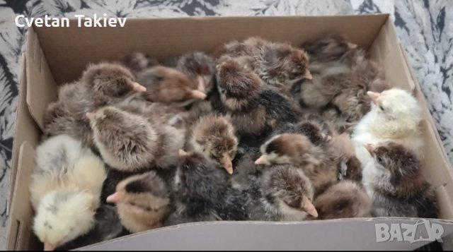 Катунски пилета три цвята, снимка 2 - Кокошки и пуйки - 39973488