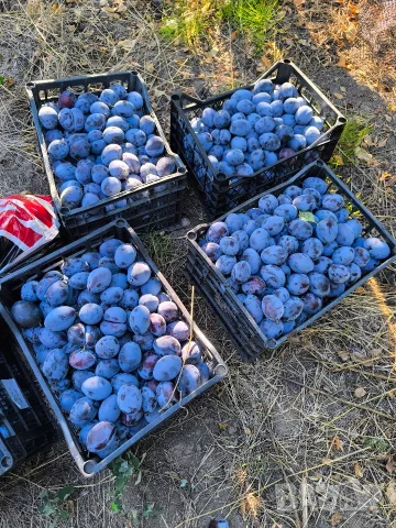 Продаваме Сини Сливи от Производител