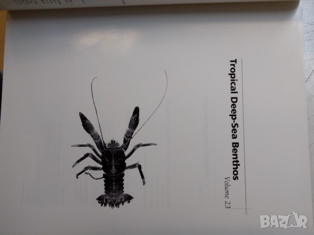 Тропическо море-Tropical Deep Sea Benthos, снимка 3 - Енциклопедии, справочници - 51756943