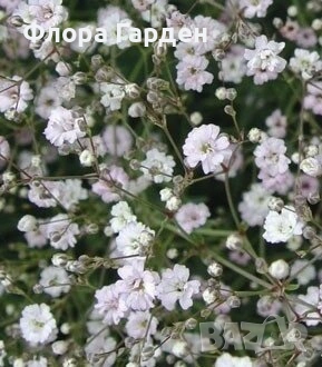 МНОГОГОДИШНИ ЦВЕТЯ - Коренища/ПРЕДВАРИТЕЛНИ поръчки, снимка 18 - Градински цветя и растения - 53138637