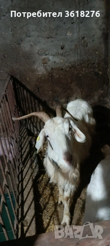 Продава се !