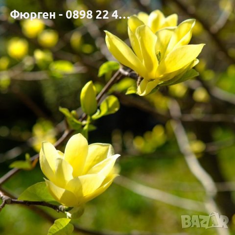 Магнолия(Златна мечта), снимка 4 - Градински цветя и растения - 40587674