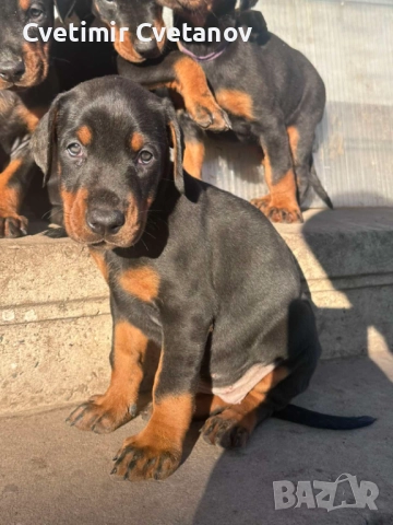 Доберманчета с родословни родители !, снимка 6 - Доберман - 52840452