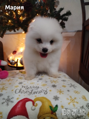 Прекрасно женско самоедче, снимка 6 - Самоед - 52508611