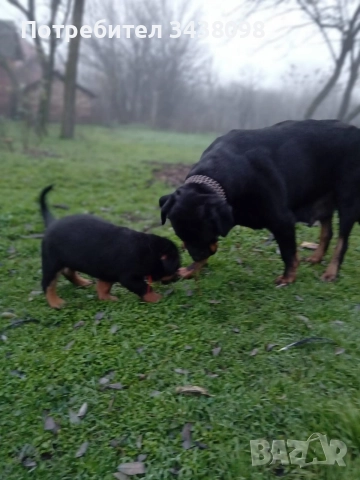 Ротвайлери ,след 2ра ваксина, снимка 4 - Ротвайлер - 52865623