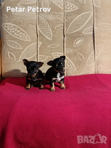 Пинчер мини , снимка 12 - Пинчер - 54250630