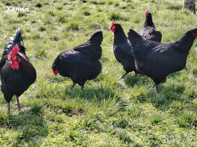 Разплодни яйца за люпене от кок, снимка 5 - други­ - 54272095