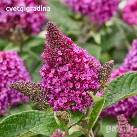 Buddleja davidii ‘Little Rockstars Red’ (Будлея червена – Литъл Рокстарс)