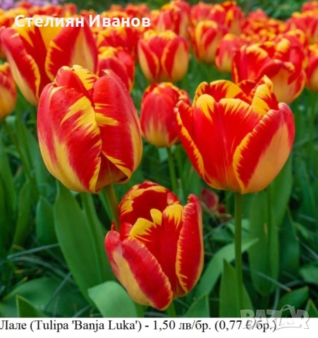 СОРТОВИ ЛАЛЕТА – ЛУКОВИЦИ - част 1, снимка 15 - Сортови семена и луковици - 52372815