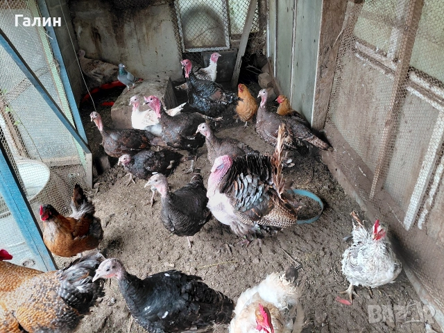 пуешки яйца за люпене, снимка 6 - Кокошки и пуйки - 54339059