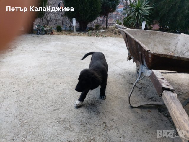 Подарявам малки Кученца. Пловдивско , снимка 11 - Бо - 44168338