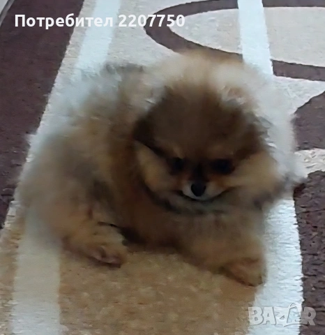 продавам померан 