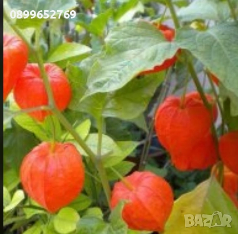 Китайски Фенер (Phisalys Alkekengi) Цена: 5 лв.