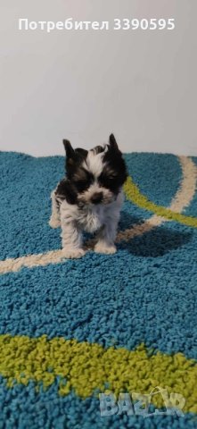 Йоркширски Териер Бивър и Биро , снимка 7 - Йоркширски териер - 44192076