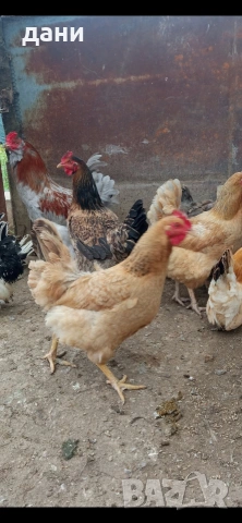 кокошки, снимка 2 - Кокошки и пуйки - 54290536