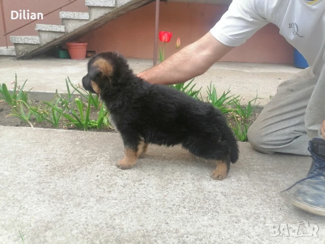 Продавам Малки Немски Овчарки , снимка 3 - Немска овчарка - 50635519