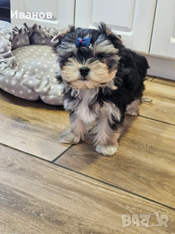 Йоркширски териер 