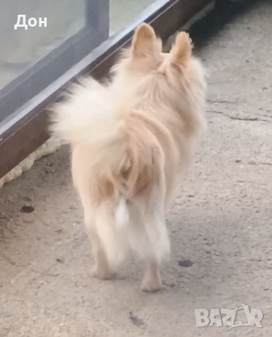 Мъжко 🩵 Чихуахуа търси своите дами🐾💓, снимка 5 - Чихуахуа - 53211220