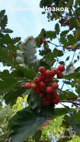 Семена от широколистни видове - Дъб Скоруша Бук Габър Еводия Албиция Пекан Лимон Глог Рожков, снимка 11 - Сортови семена и луковици - 27354748