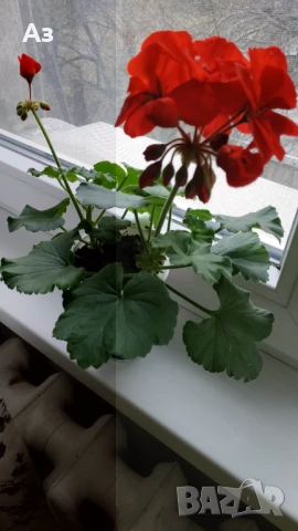 Продавам български цветя Мушкато, в сандъчета, снимка 9 - Стайни растения - 51084563