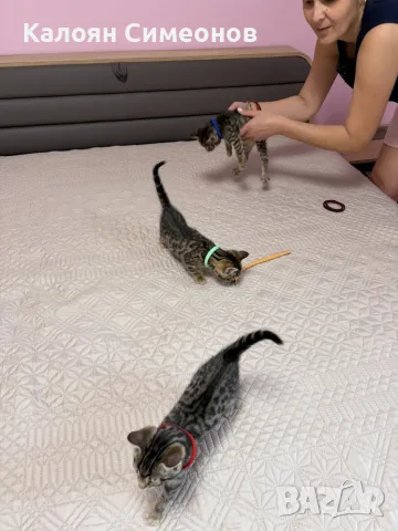 Бенгалски котета, снимка 7 - Бенгалски - 54357737