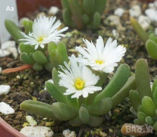 Продавам цветя Делосперма - разсад, за ранно пролетно засаждане, снимка 2 - Стайни растения - 26451909