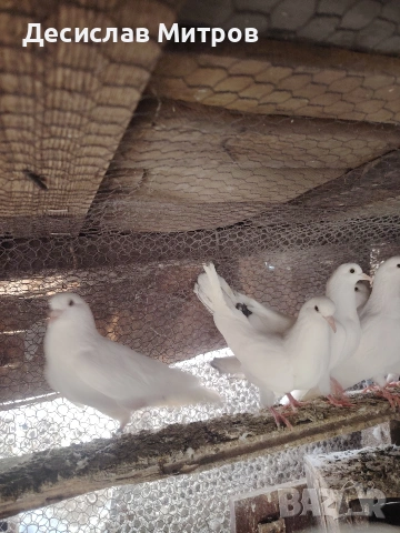 Гълъби, снимка 9 - Гълъби - 54093469