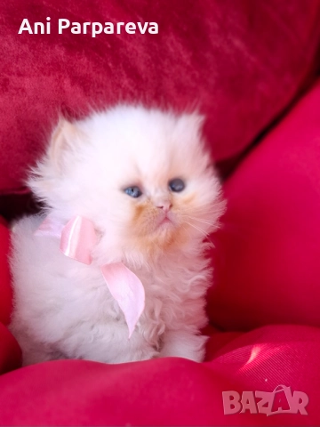 Хималайски  котенца