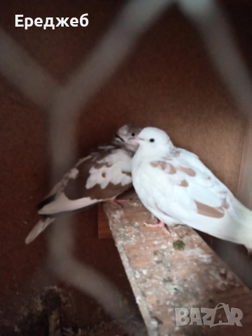 Продавам гугутки чифче 