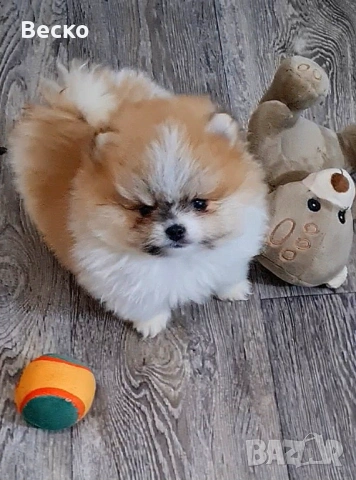 Померан мини мъжко , снимка 5 - Померан - 53321775