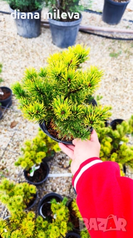 Pinus mugo Dezember gold(Клек Декемврийско злато), снимка 10 - Градински цветя и растения - 52113275