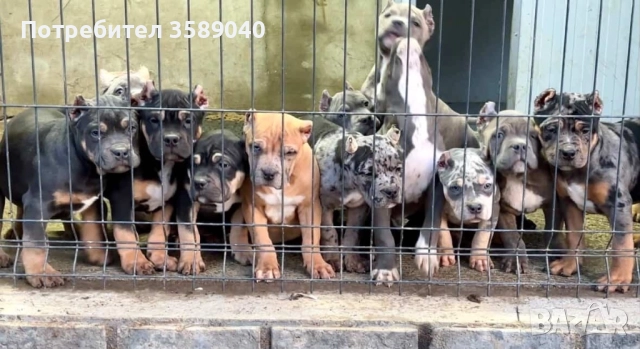 American Bully XL, снимка 6 - Други - 52942066