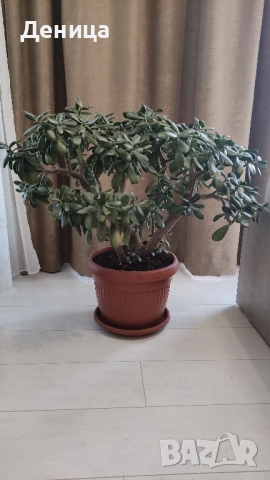 Дърво на живота, 75 см, снимка 10 - Стайни растения - 51717939