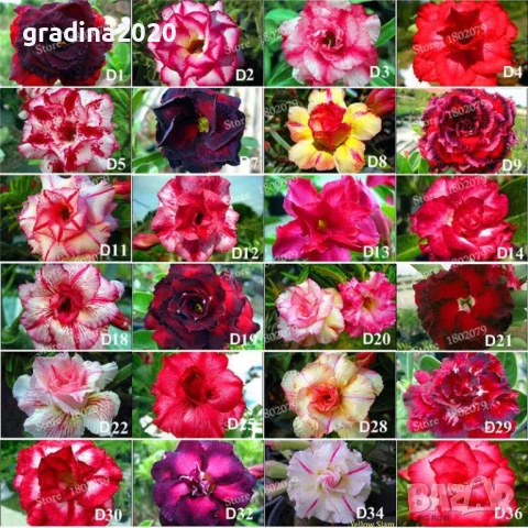 ПУСТИННА РОЗА - АДЕНИУМ, снимка 6 - Разсади - 51116502