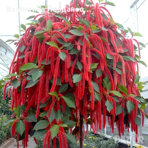 акалифа , снимка 2 - Стайни растения - 54022005