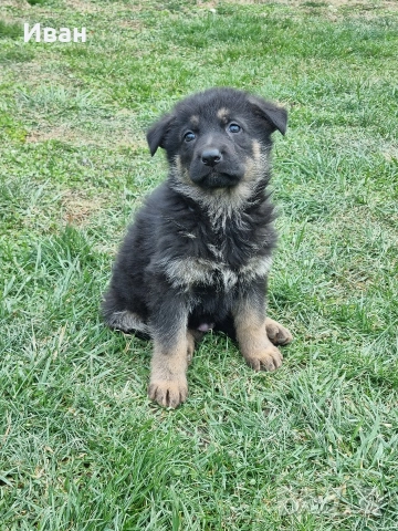 малки немски овчарки, снимка 11 - Немска овчарка - 52921710