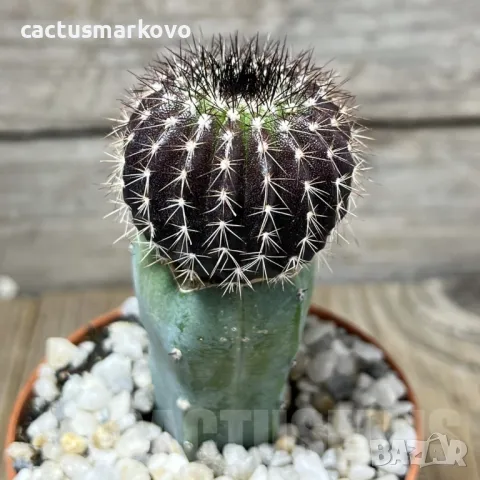 Uebelmannia pectinifera, grafted