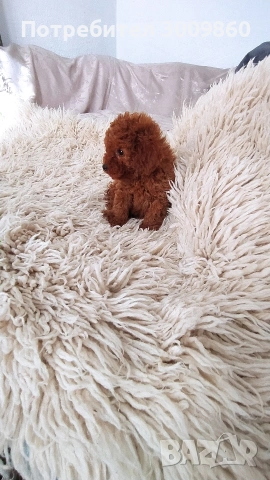 Той пудел , снимка 3 - Пудели - 52925585