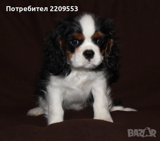 Кавалер Кинг Чарлз Шпаньол FCI, снимка 6 - Кавалер кинг чарлз шпаньол - 52619347