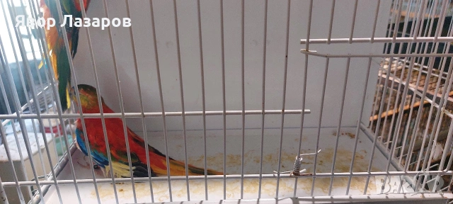 Папагали неофеми и пойни