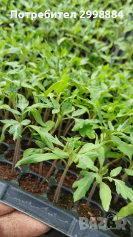 Разсад, снимка 17 - Разсади - 52471727